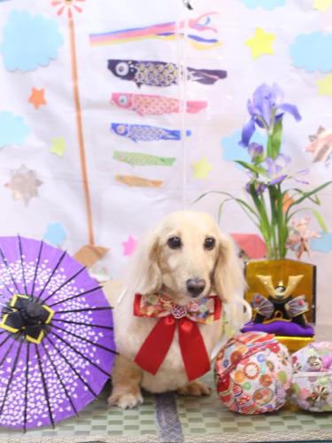 20240514きなこちゃん